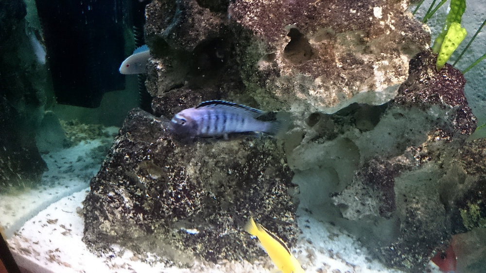 DSC_0971.JPG