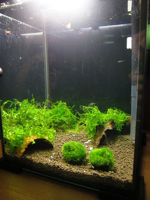 krewetkarium.jpg