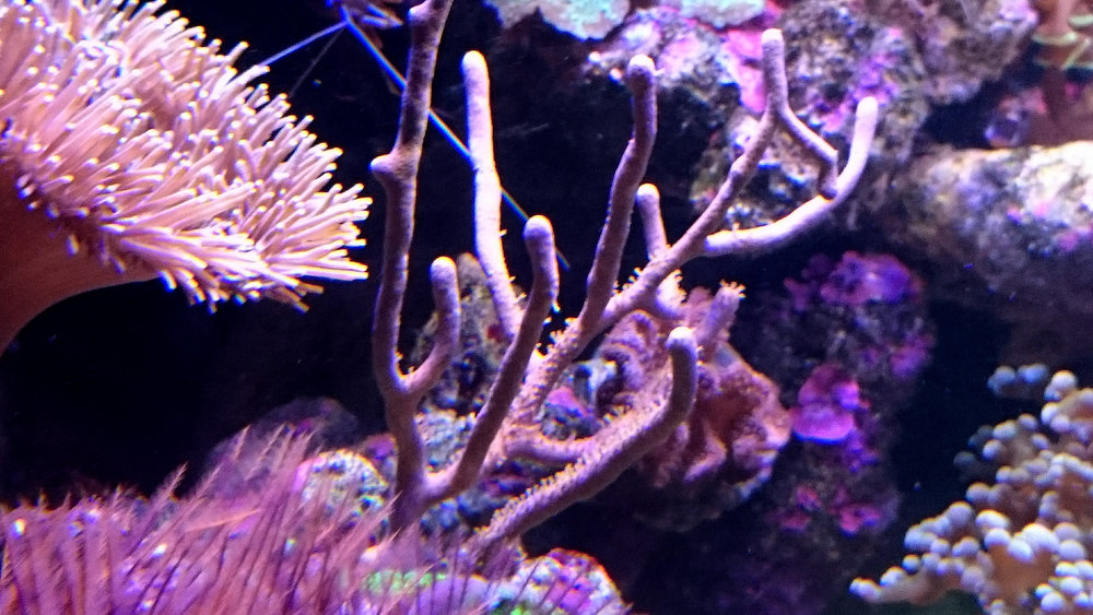 DSC_0976.JPG