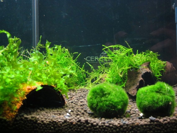 krewetkarium (1).jpg