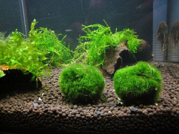 krewetkarium (2).jpg