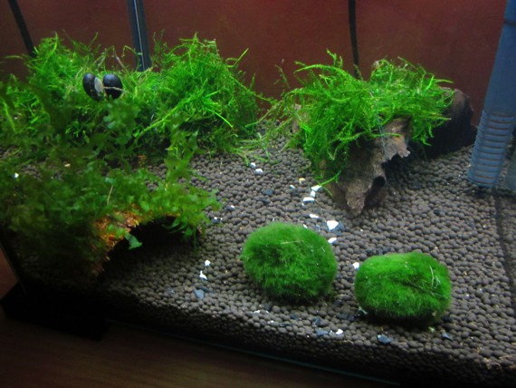 krewetkarium (3).jpg