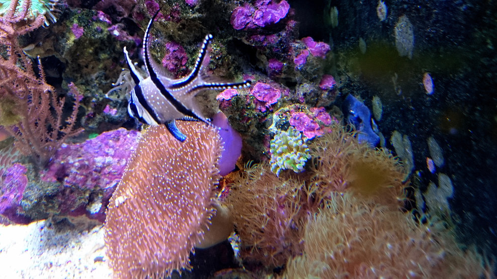 DSC_0985.JPG