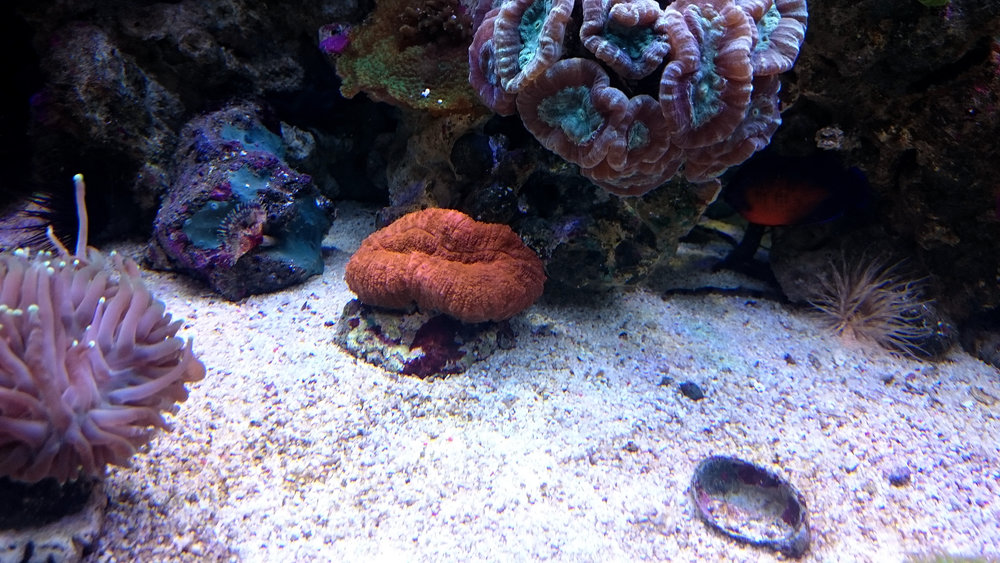 DSC_0980.JPG