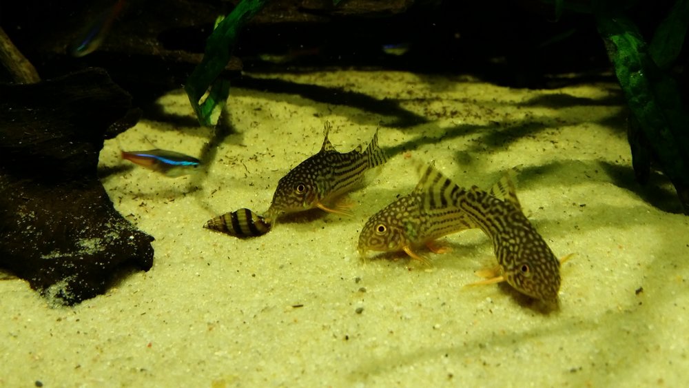 IMG-1446586530298-V.jpg
