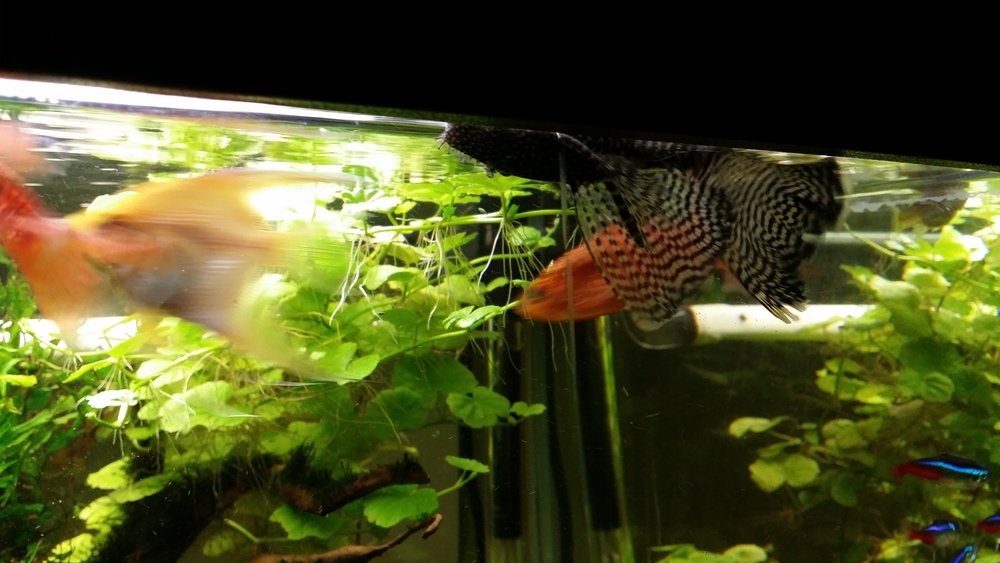 Ancistrus