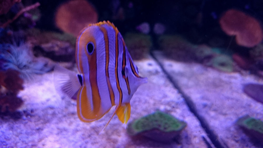 DSC_1109.JPG